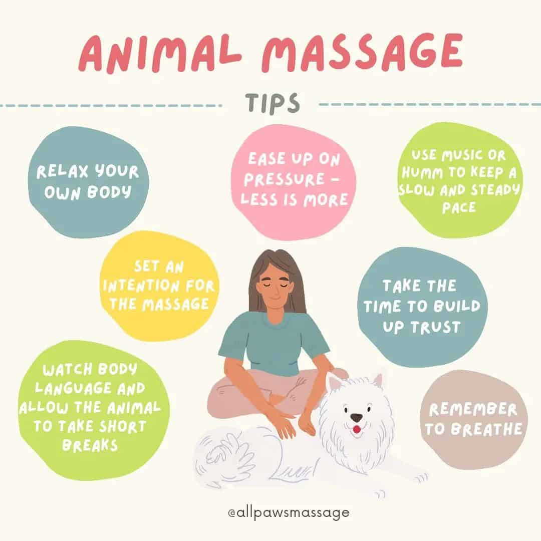 consejos para masaje animal