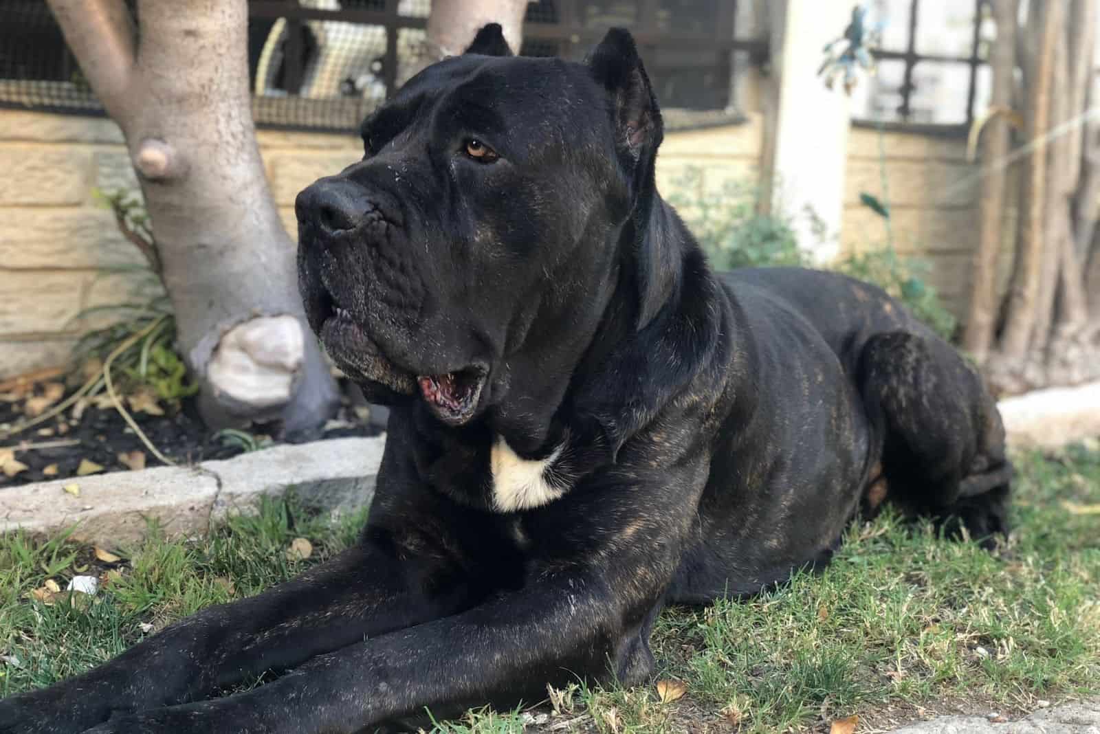 cane corso cansado descansando al aire libre en el suelo