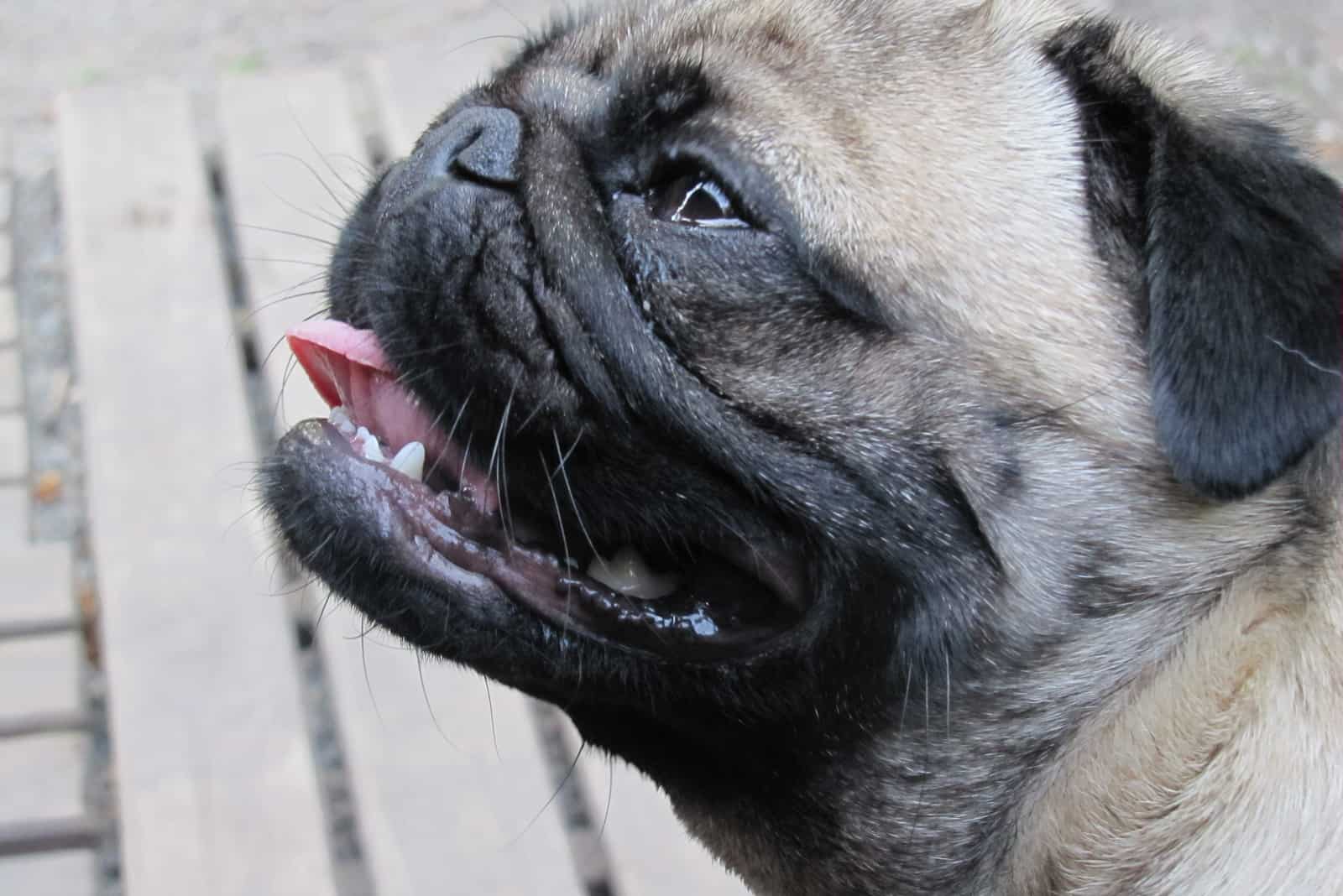 perro cansado