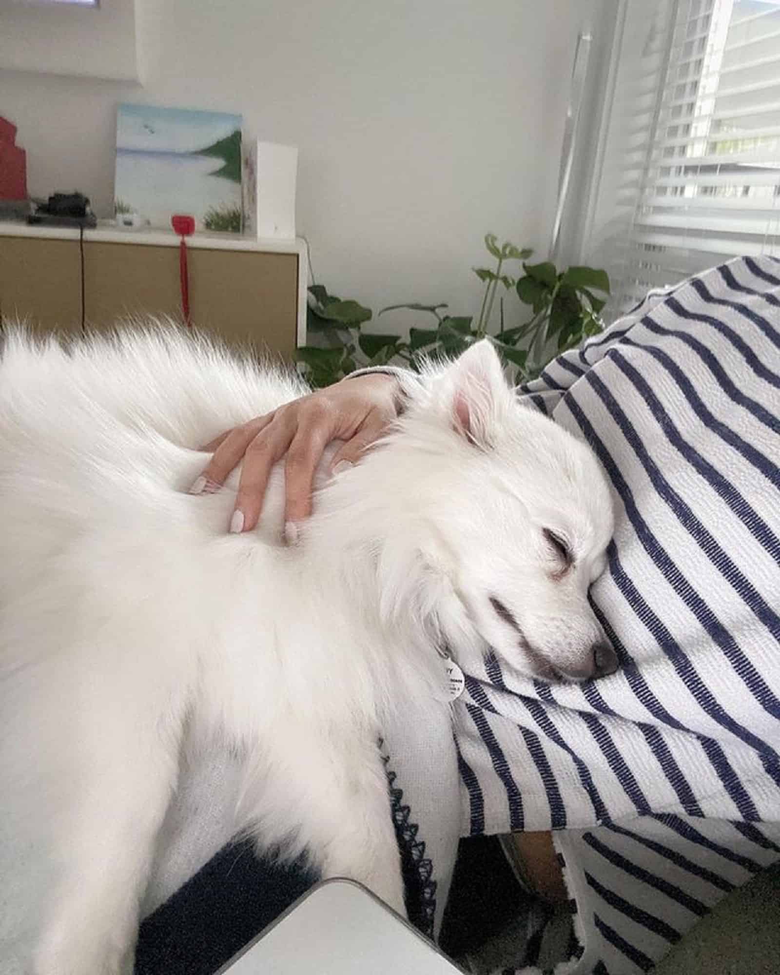 perro american eskimo toy durmiendo sobre su dueño
