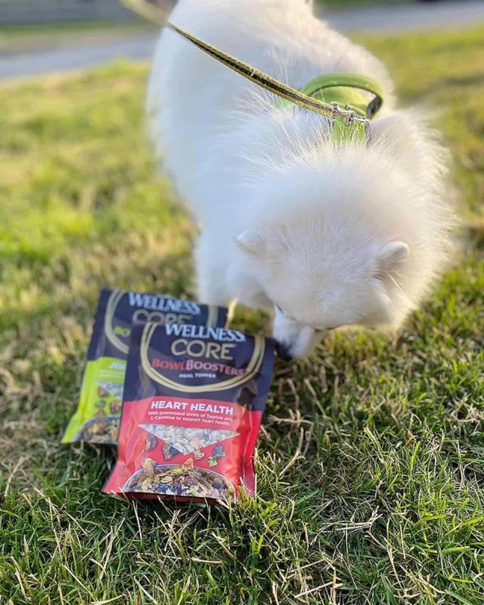 american eskimo toy olfateando golosinas de bolsas