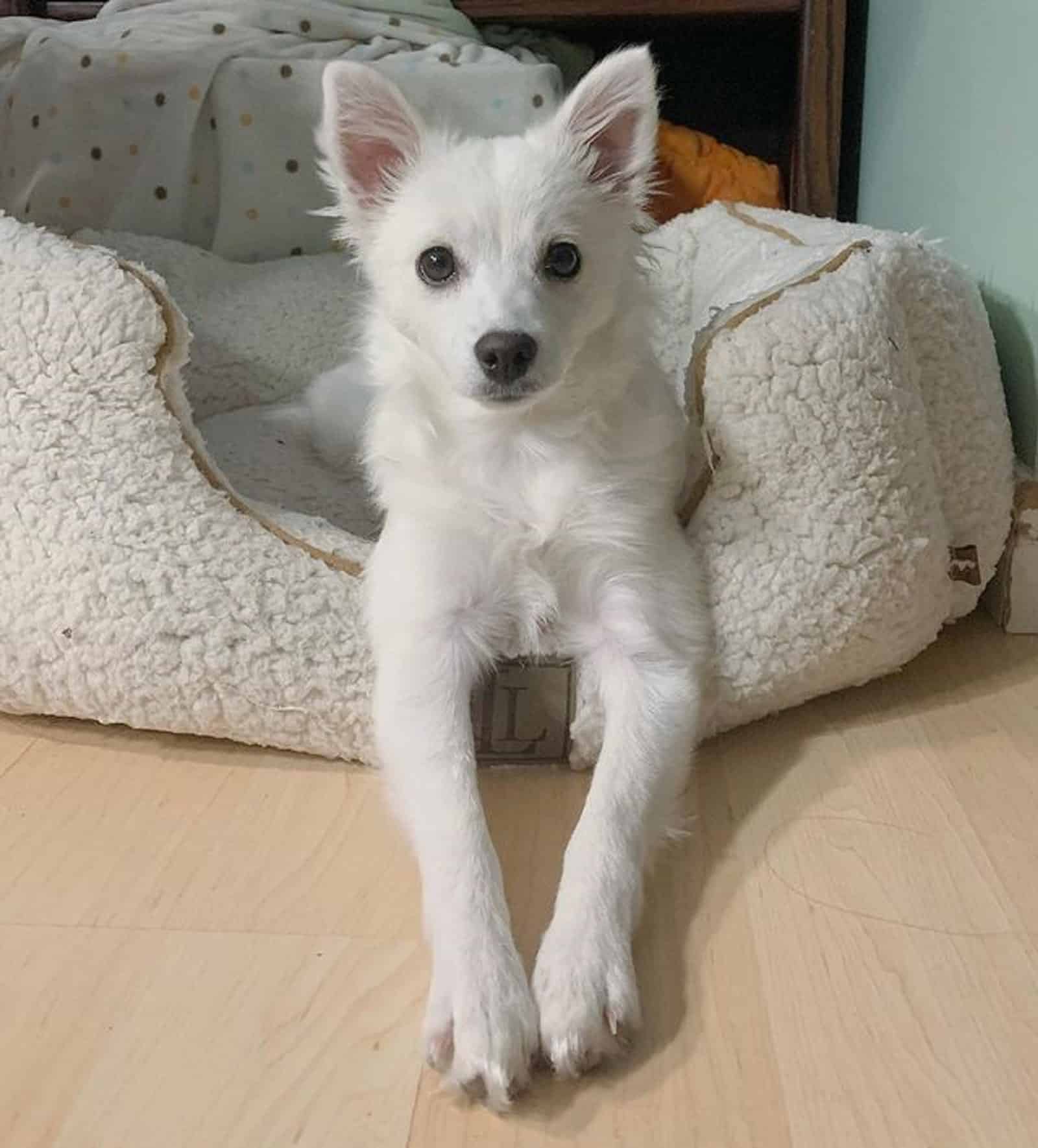 american eskimo toy en su cama