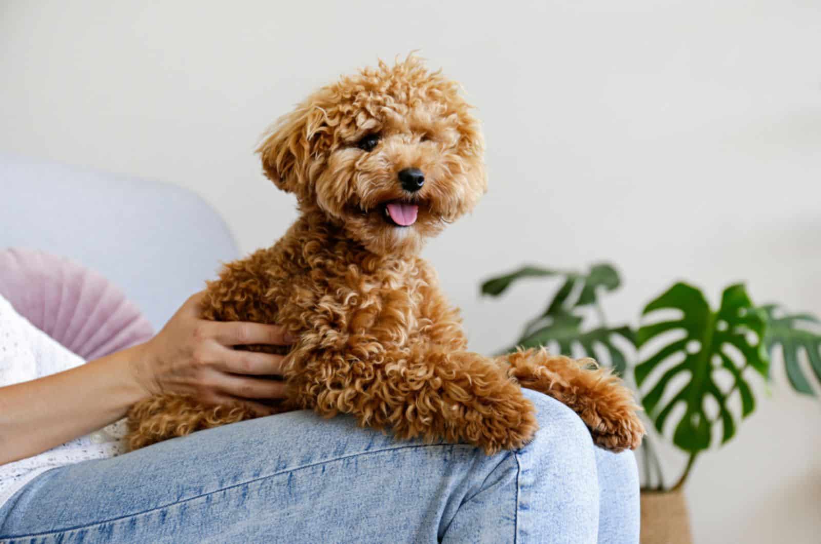 caniche toy sentado en el regazo del dueño