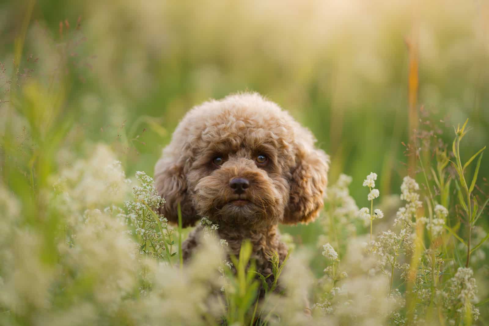 caniche toy en un campo