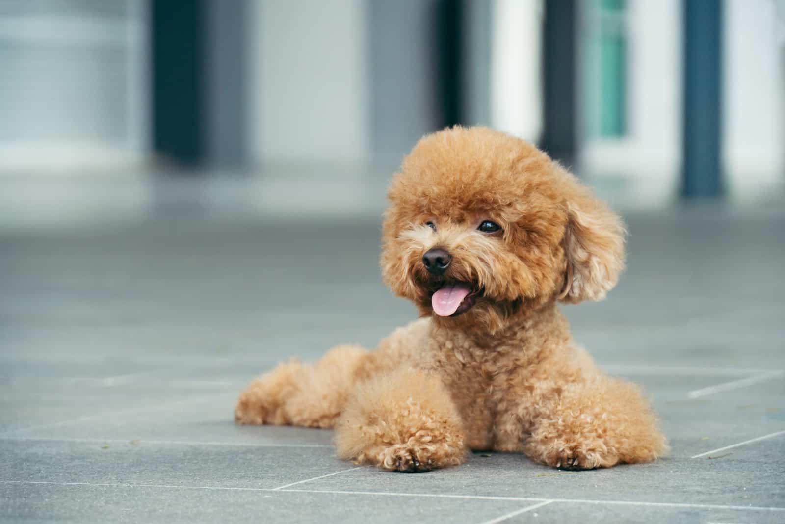 poodle de juguete acostado en el piso
