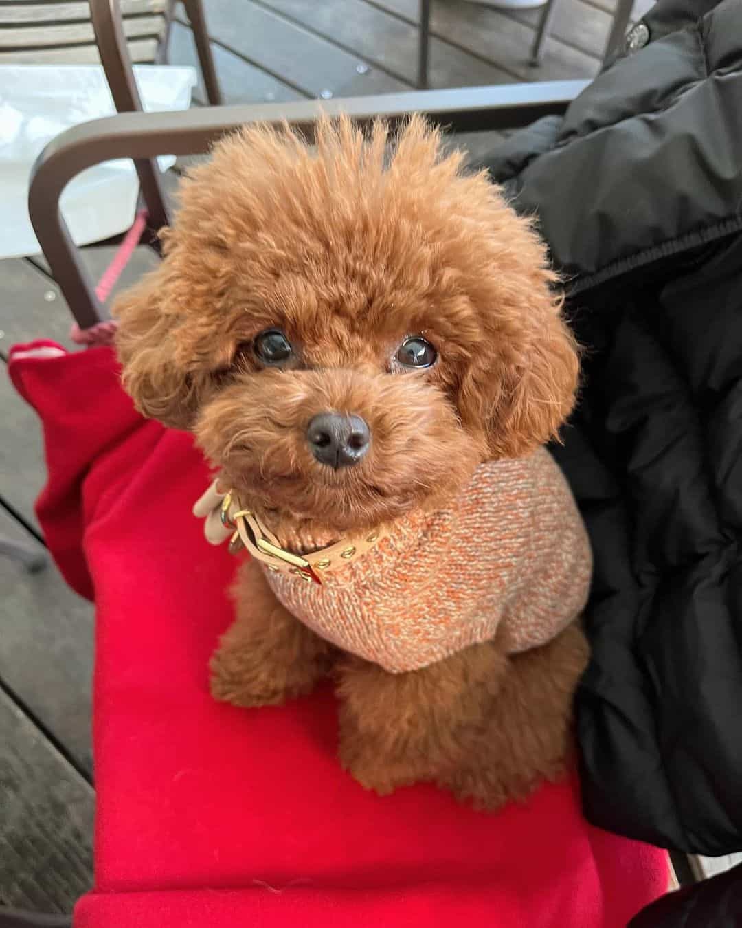 caniche toy sobre una silla