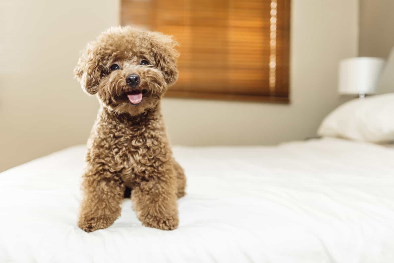 poodle toy en la cama