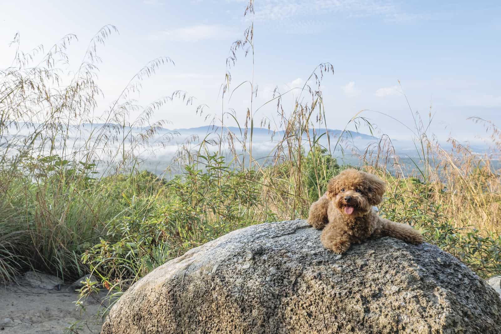 caniche toy descansando sobre una roca