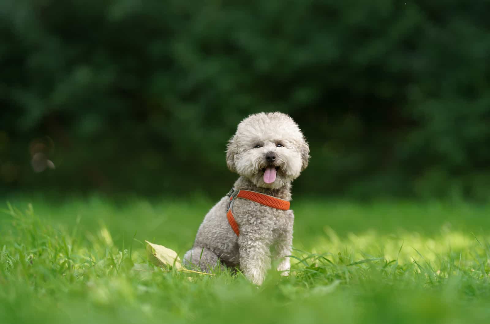 caniche toy con arnés