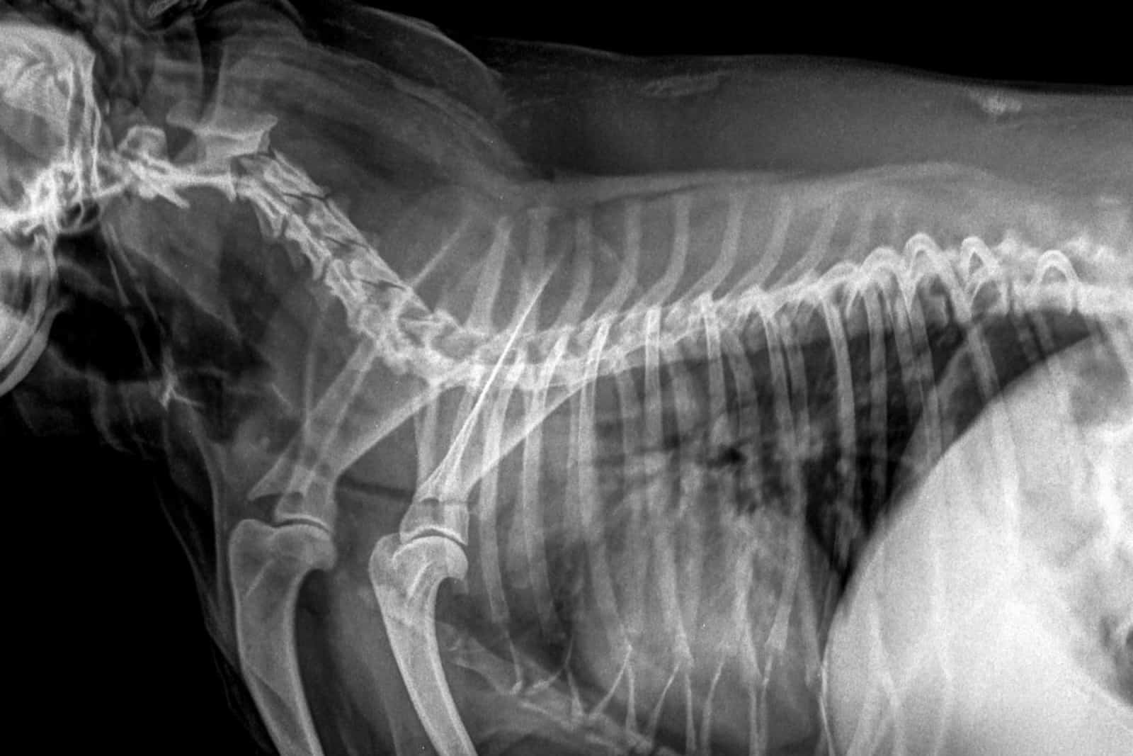 colapso traqueal en una radiografía