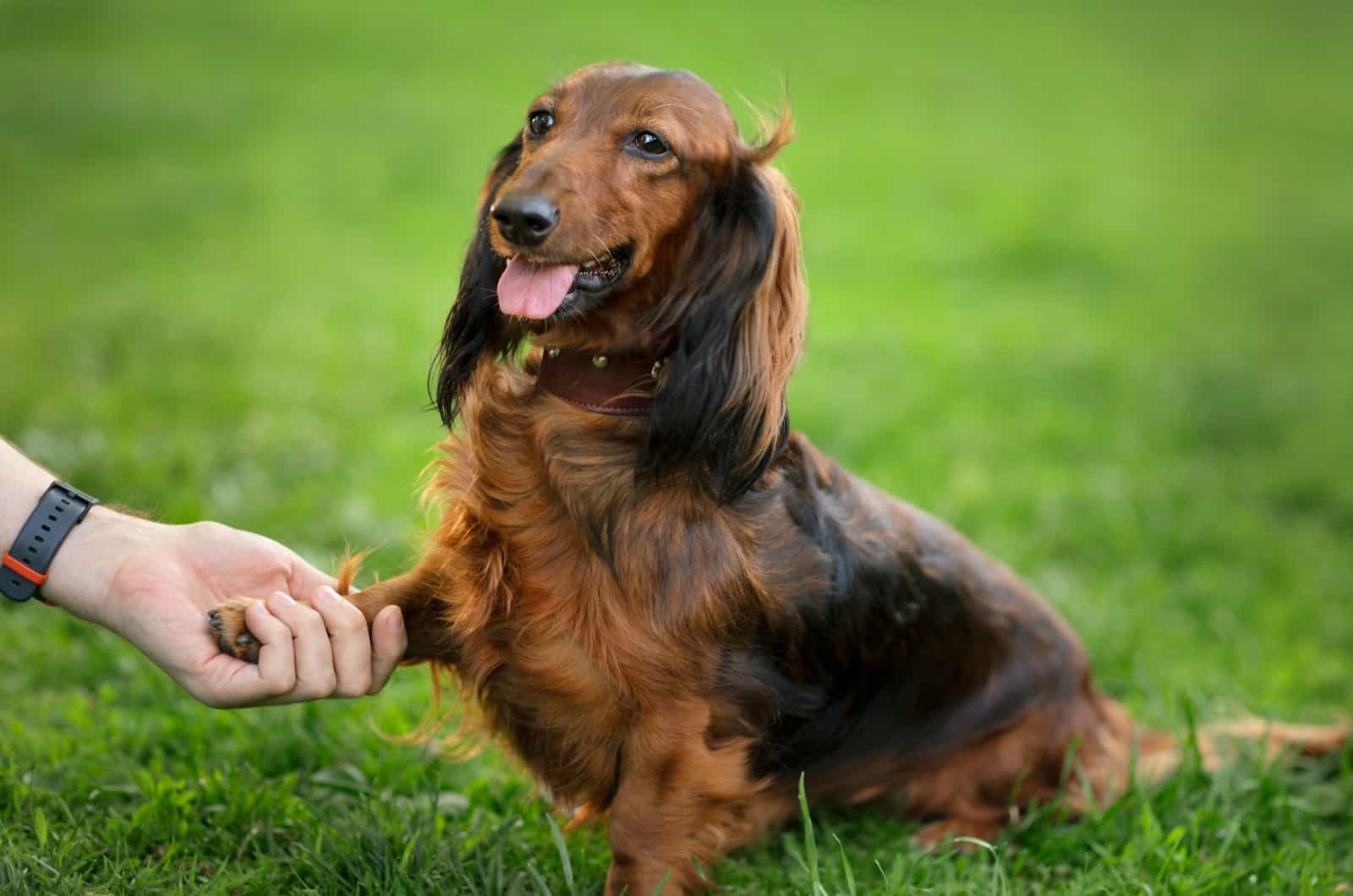 entrenando a un Dachshund