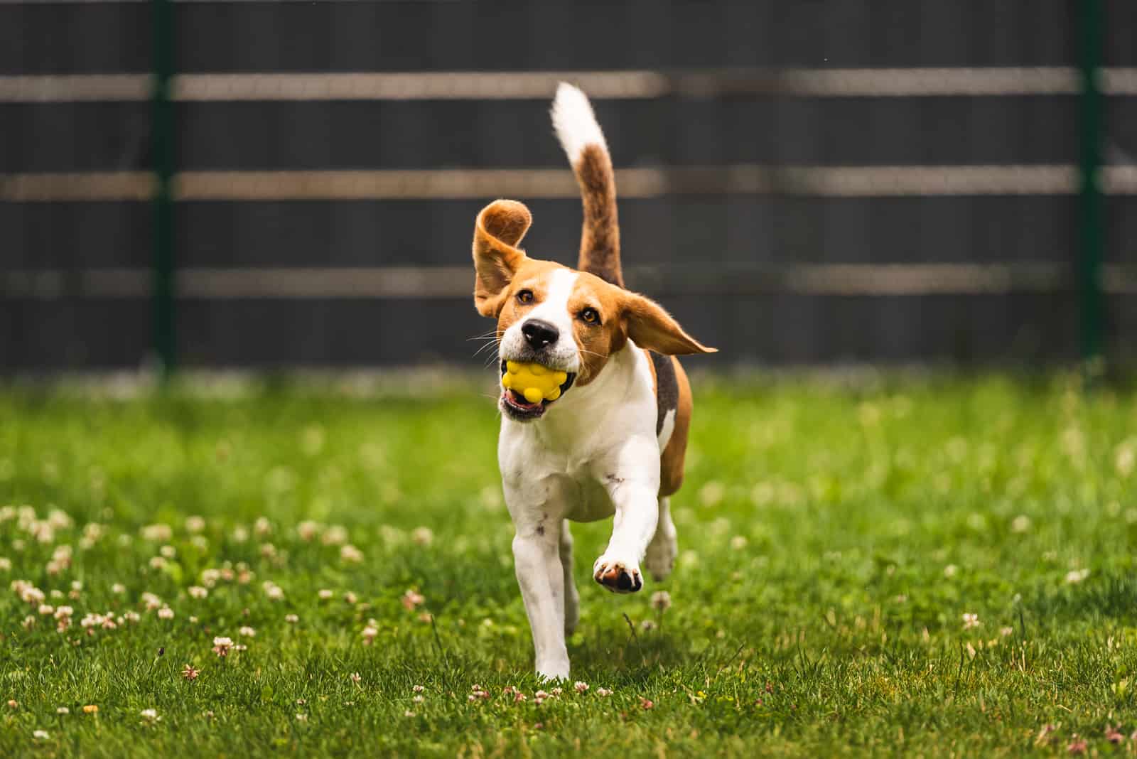 Entrenando con un perro beagle