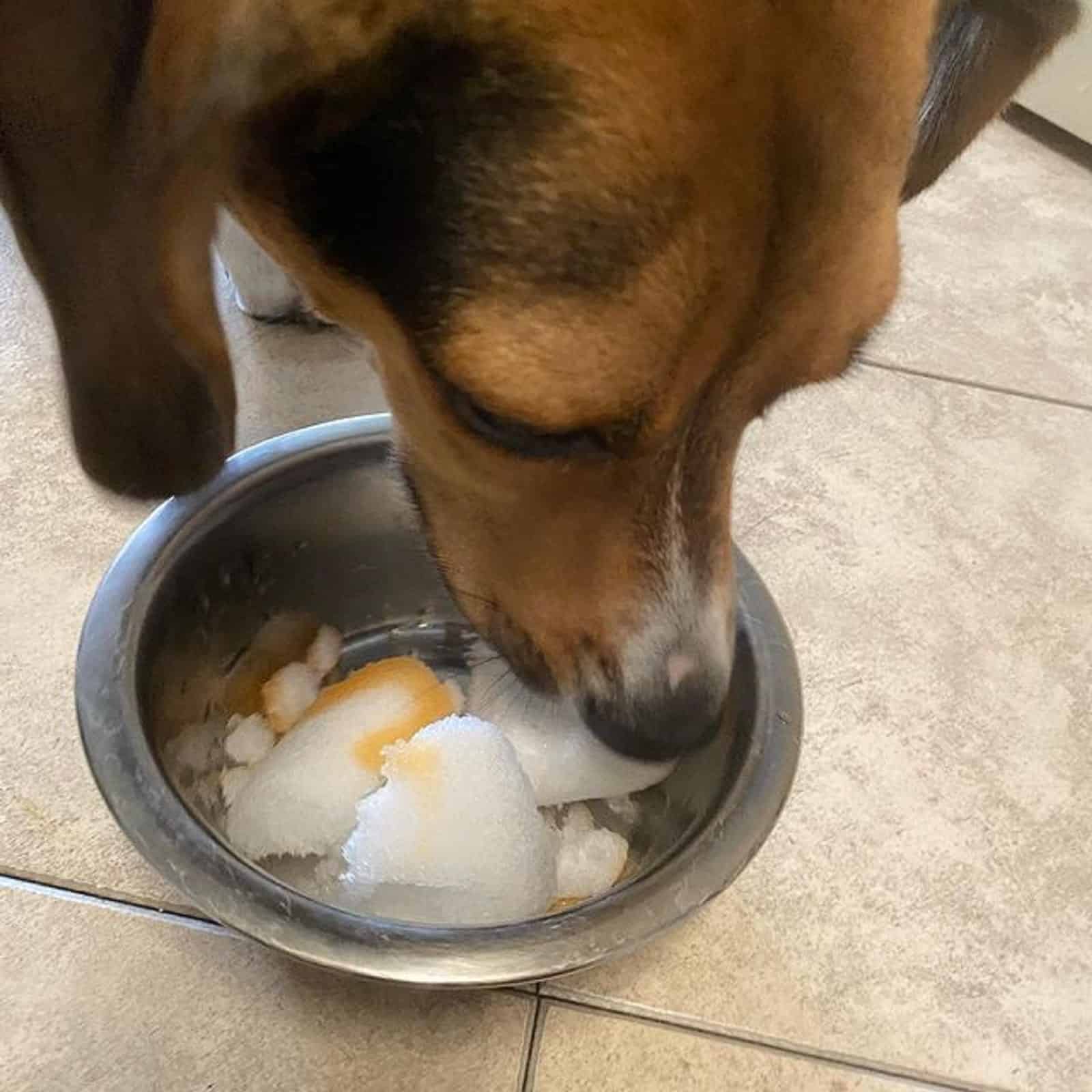 mezcla de treeing walker coonhound y beagle comiendo de un tazón