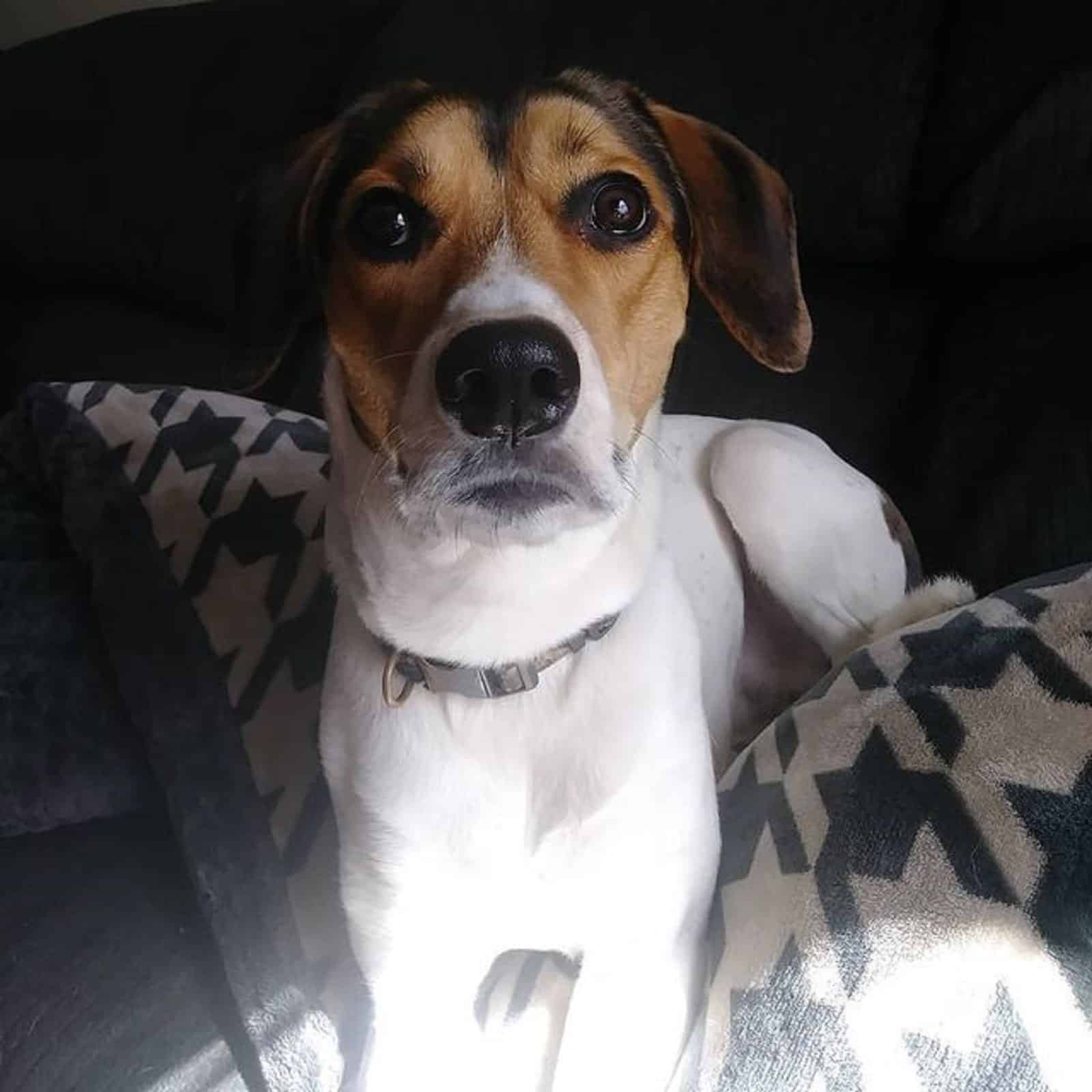 mezcla de treeing walker coonhound y beagle acostado en el sofá