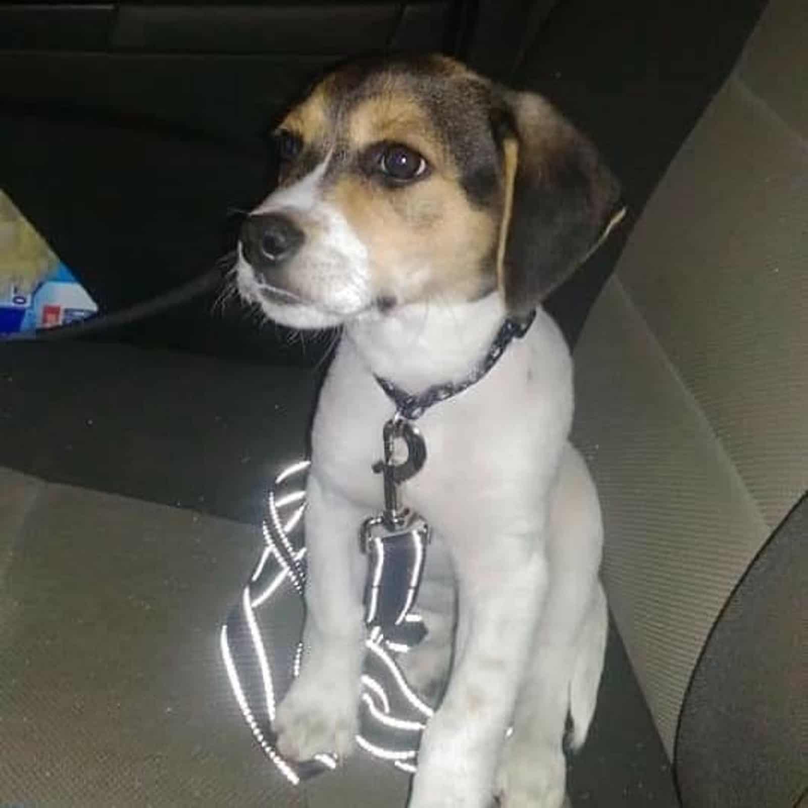 cachorro de treeing walker coonhound y beagle en el coche
