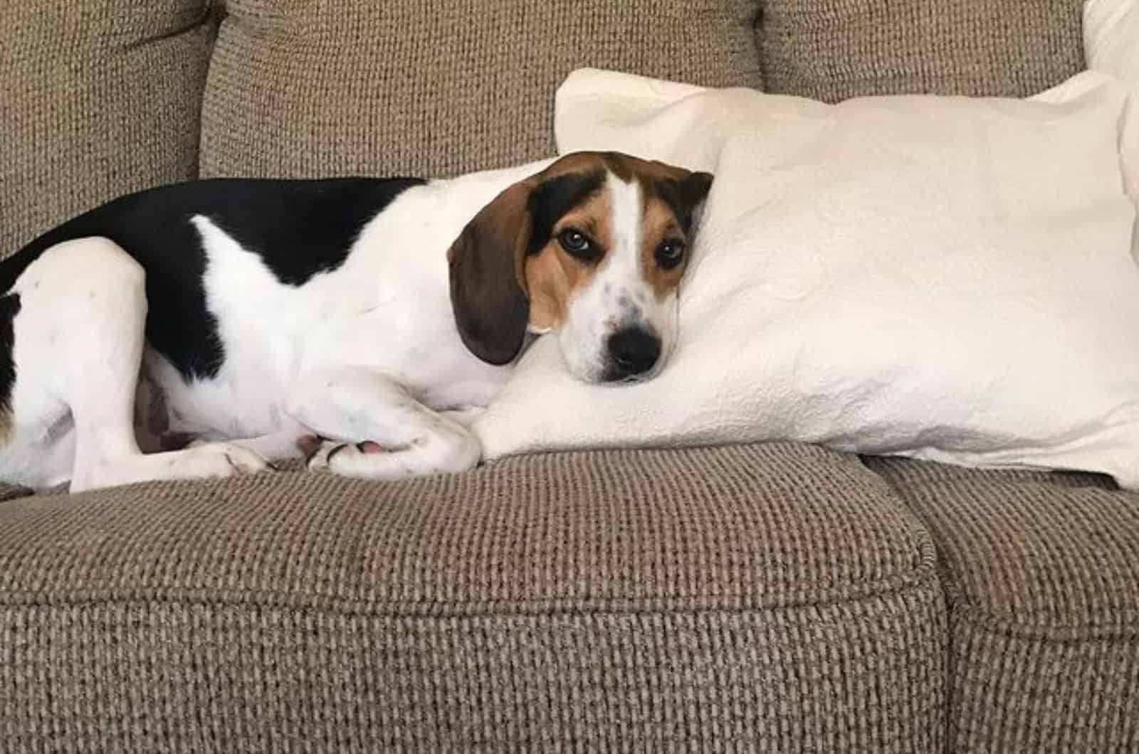 mezcla de treeing walker coonhound y beagle descansando en el sofá