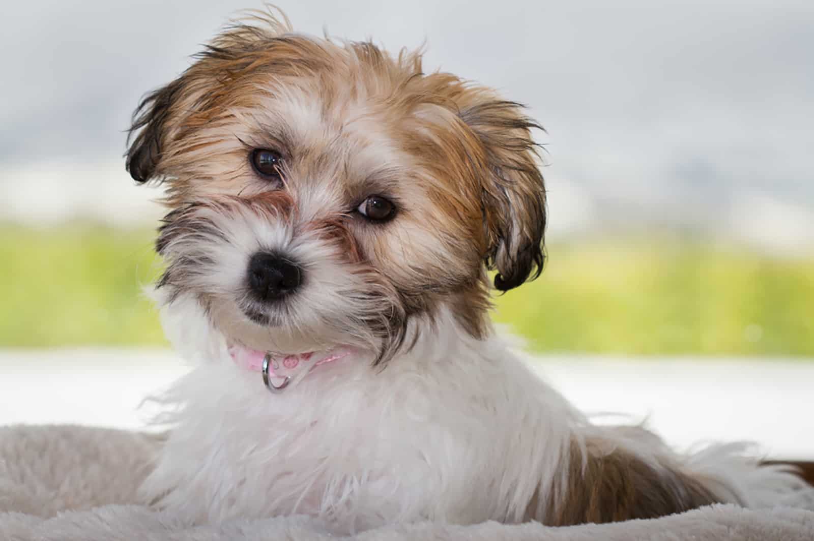 perro cavachon tricolor al aire libre