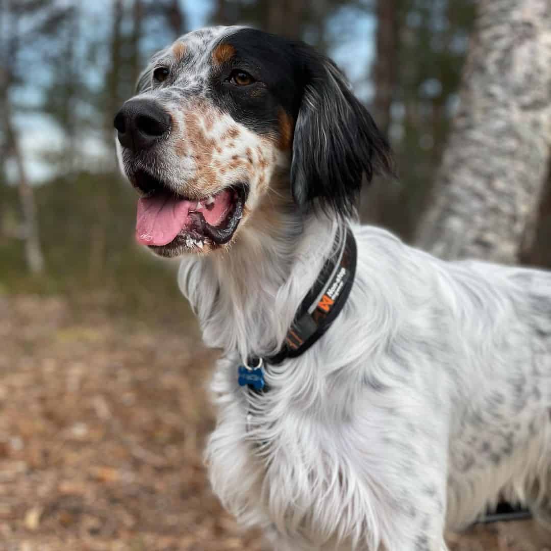 perro setter inglés tricolor