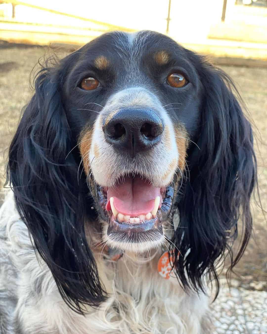 retrato de setter inglés tricolor