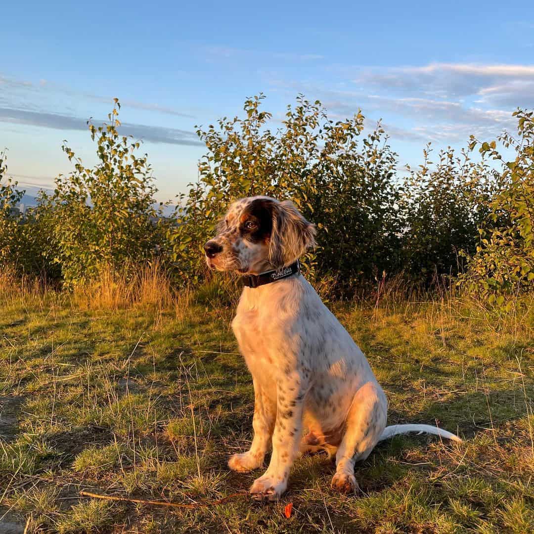 cachorro setter inglés tricolor