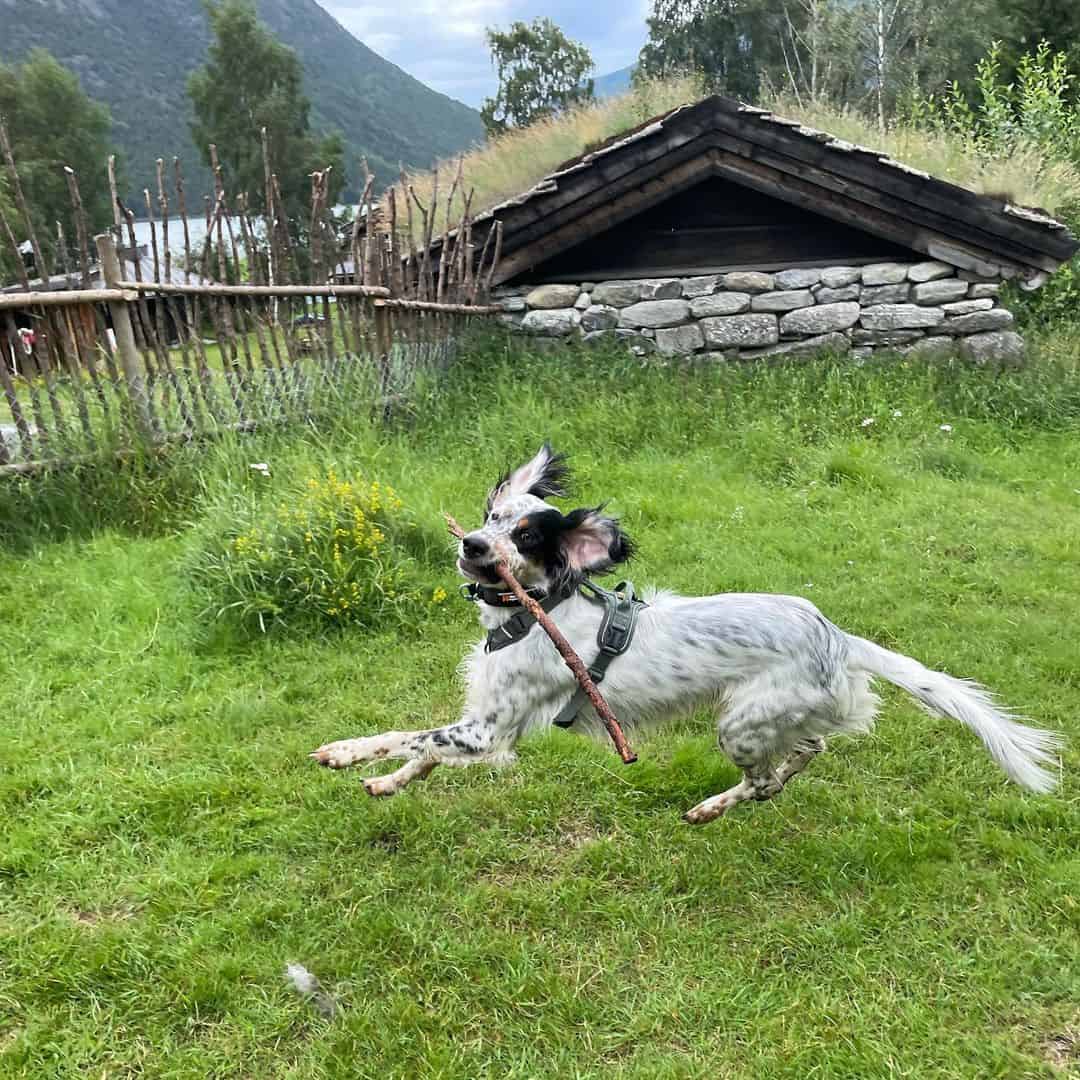 setter inglés tricolor corriendo