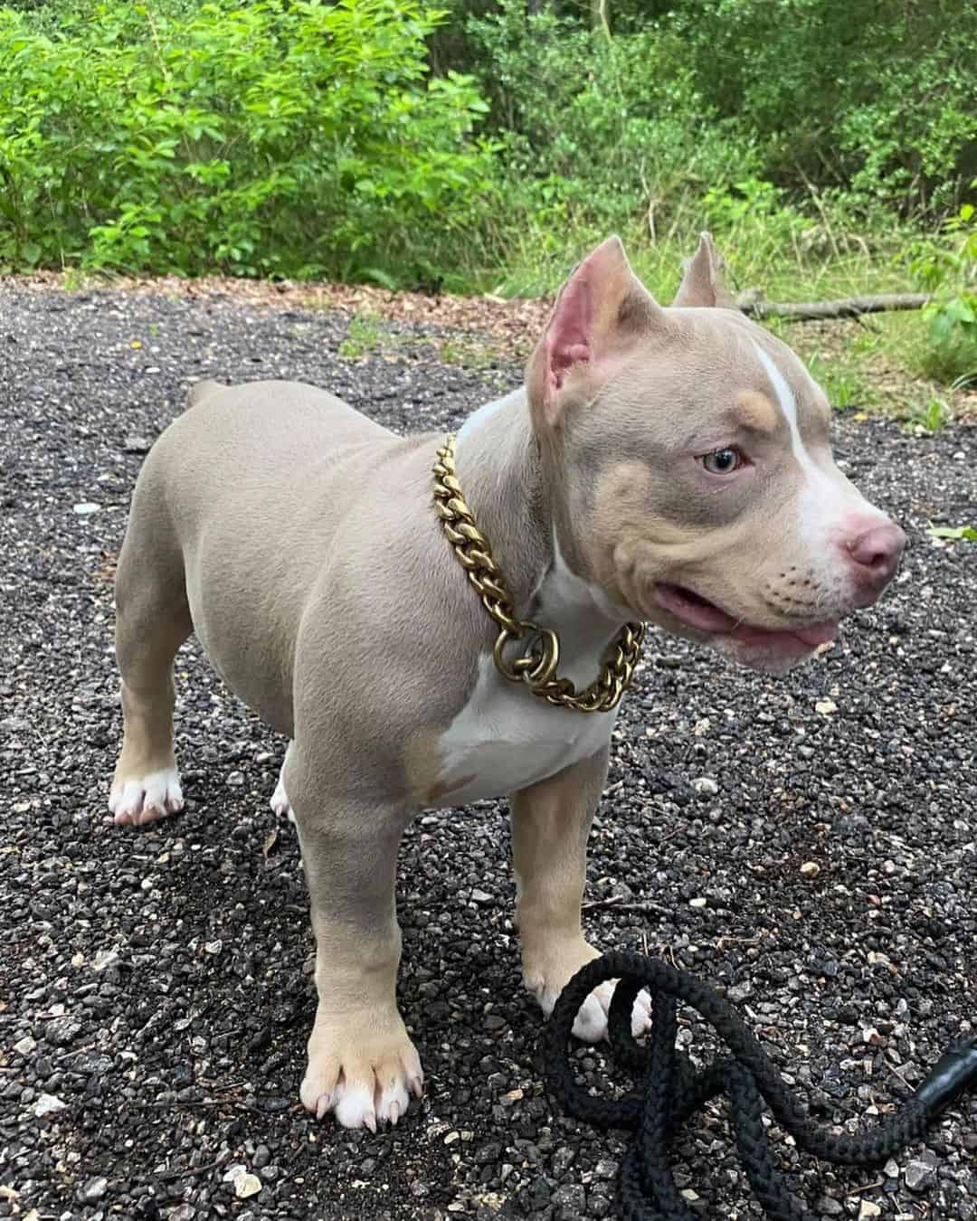 pitbull tricolor