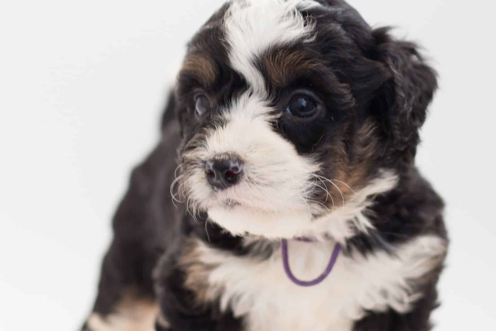cachorro de bernedoodle tricolor posando mirando hacia otro lado