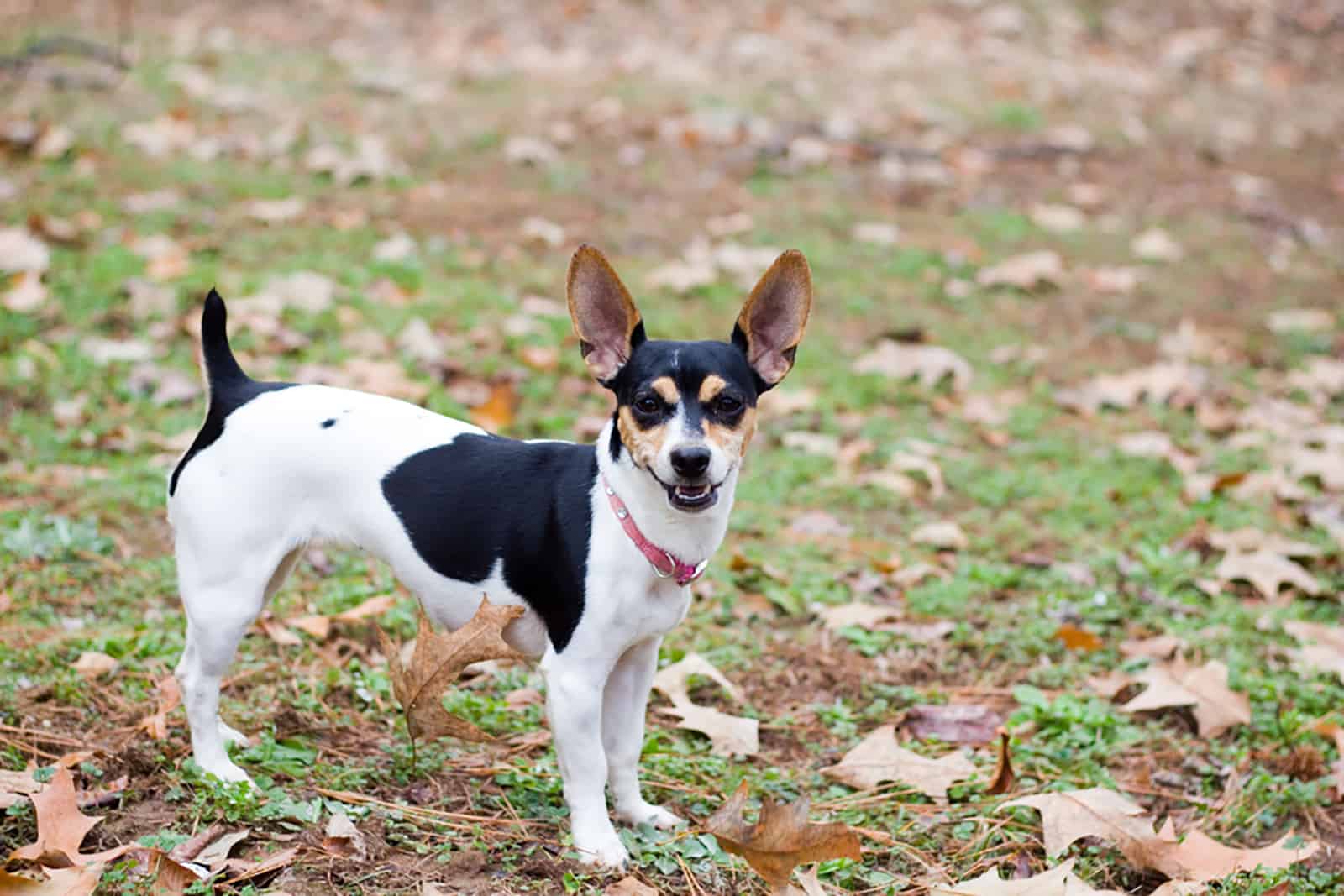 rat terrier tricolor de pie en el parque
