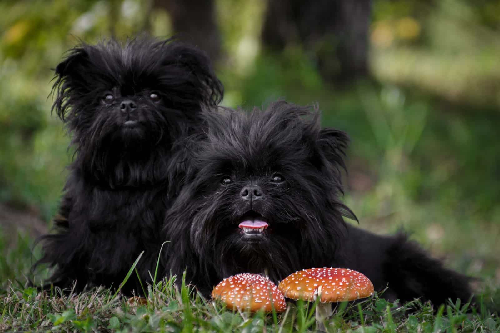 dos perros affenpinscher sentados en hierba
