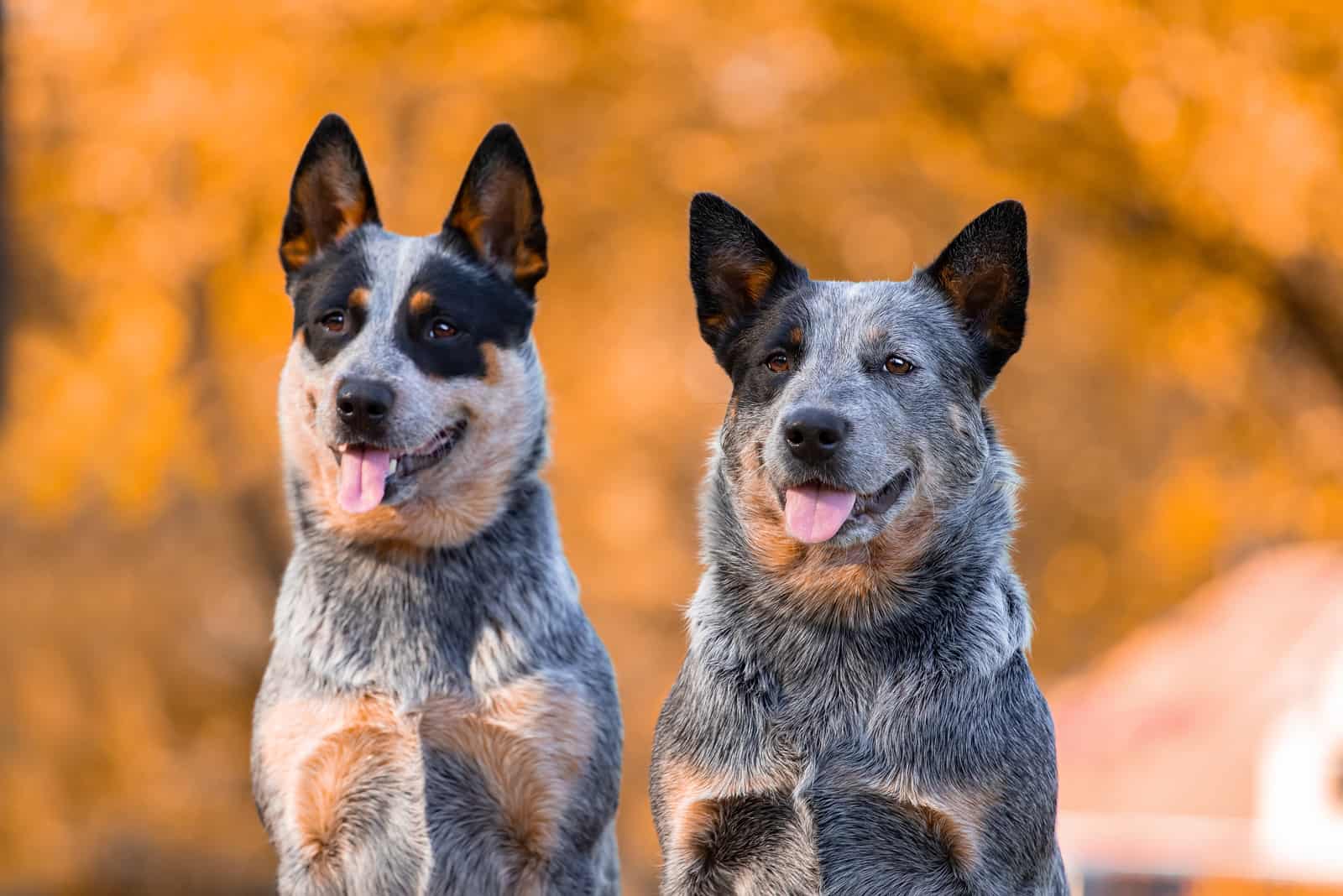 dos perros Pastor Australiano Blue Heeler