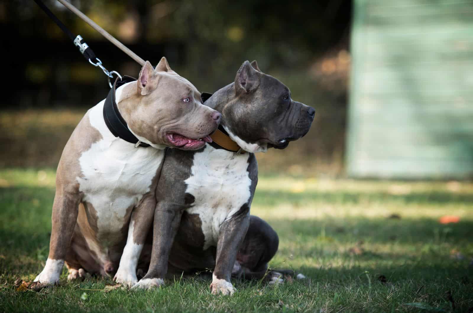 dos Bullies sentados afuera