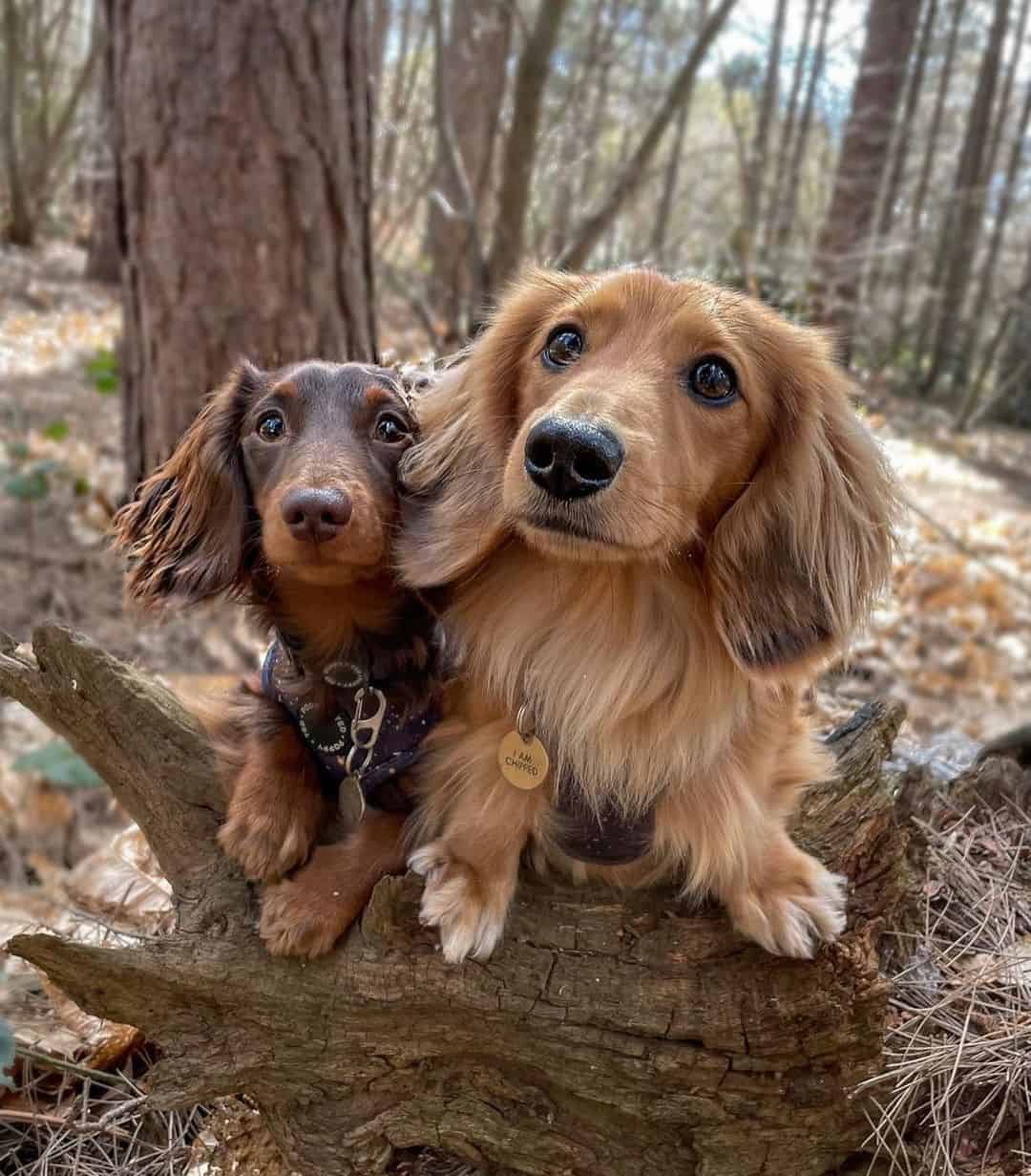 Dos perros Dachshund en el bosque