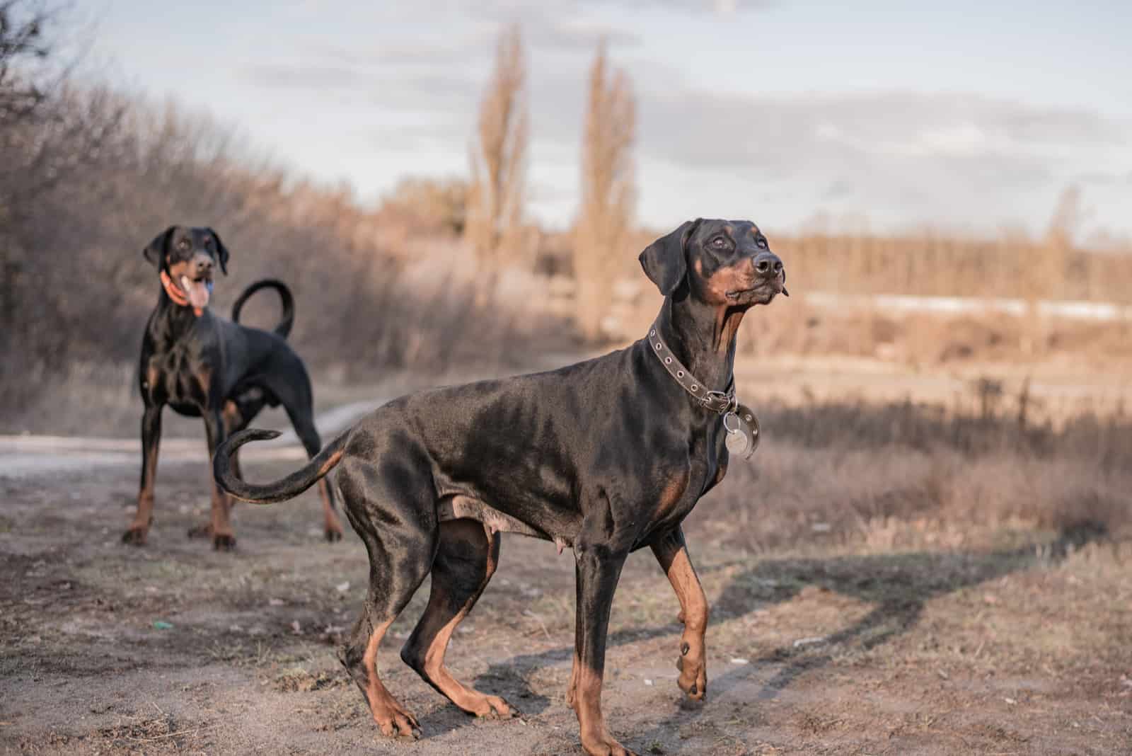 dos Dobermans están en un campo