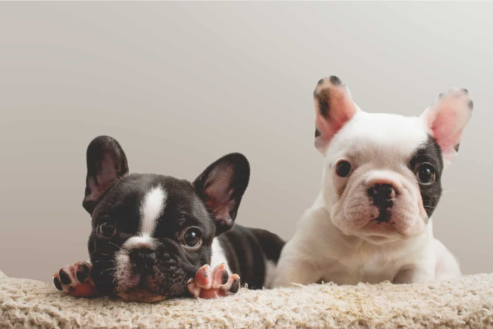 dos cachorros de Bulldog Francés sobre una toalla