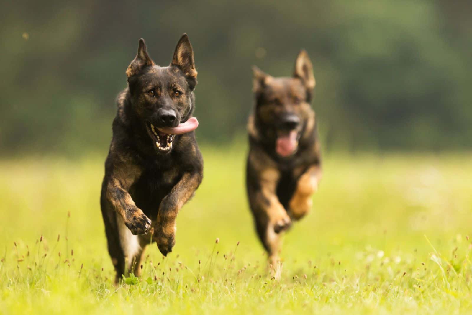 dos perros Pastor Alemán corriendo