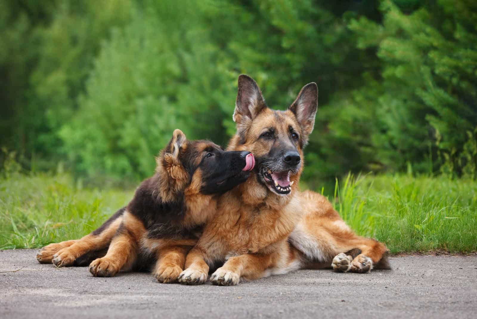 dos perros pastor alemán jugando afuera