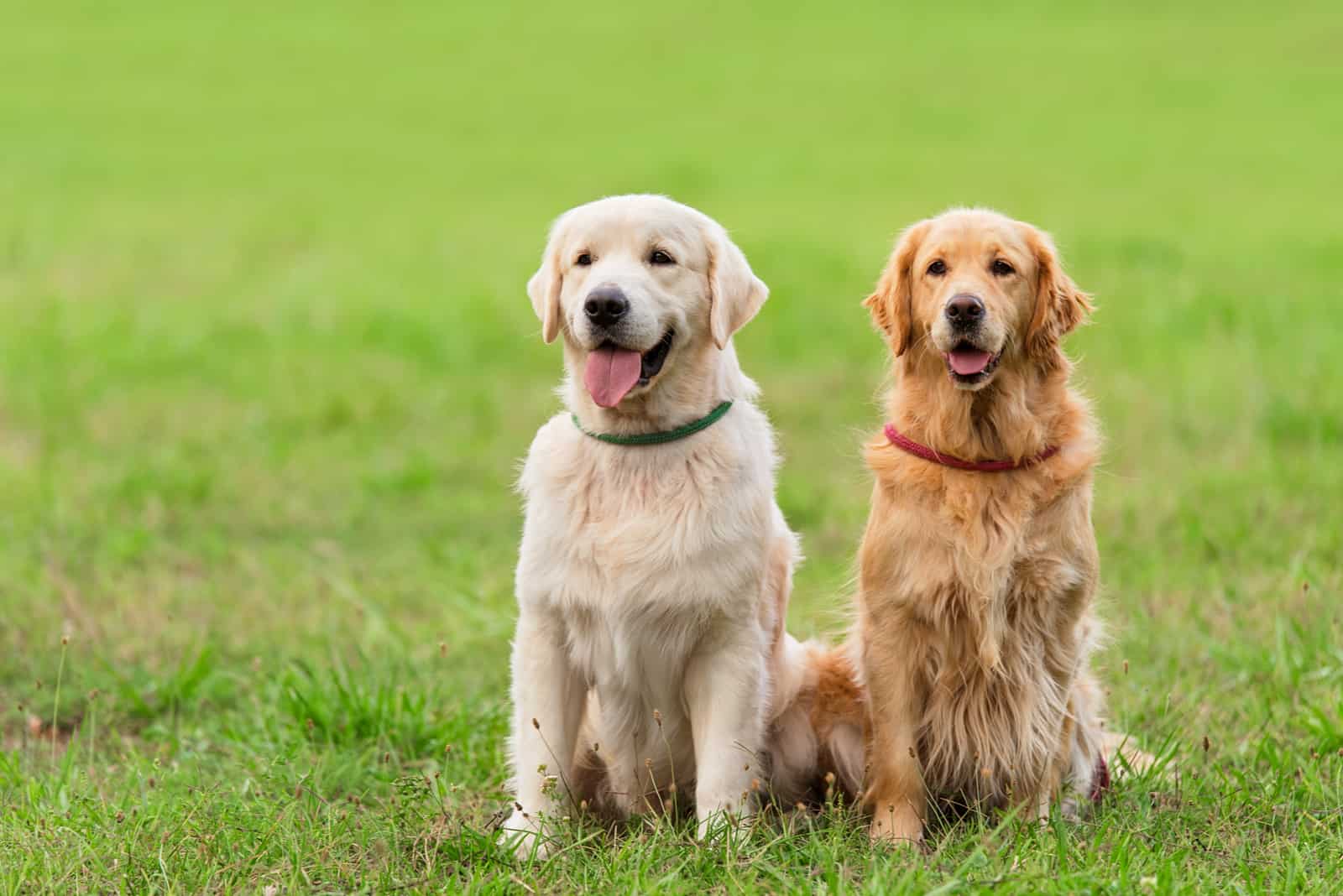 dos Perros Golden Retriever en el parque