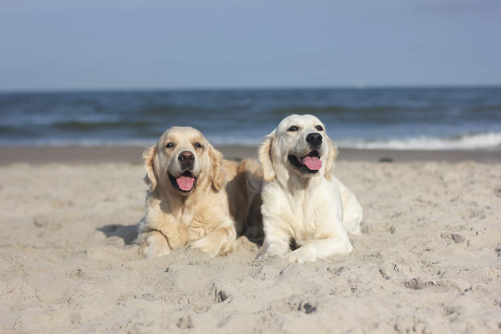 dos Golden Retrievers sentados en la arena en la playa