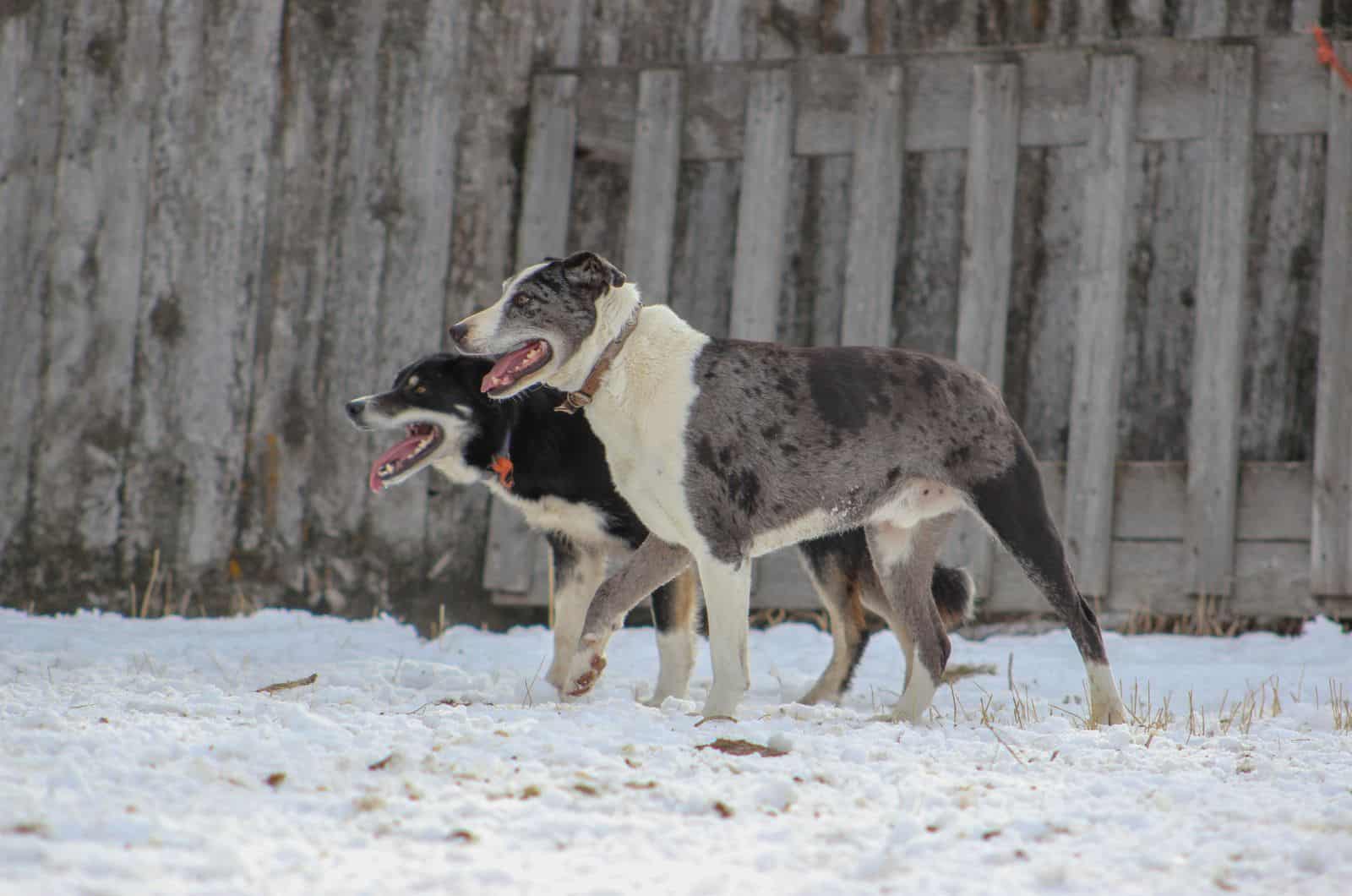 dos Perros del Árbol Colgante