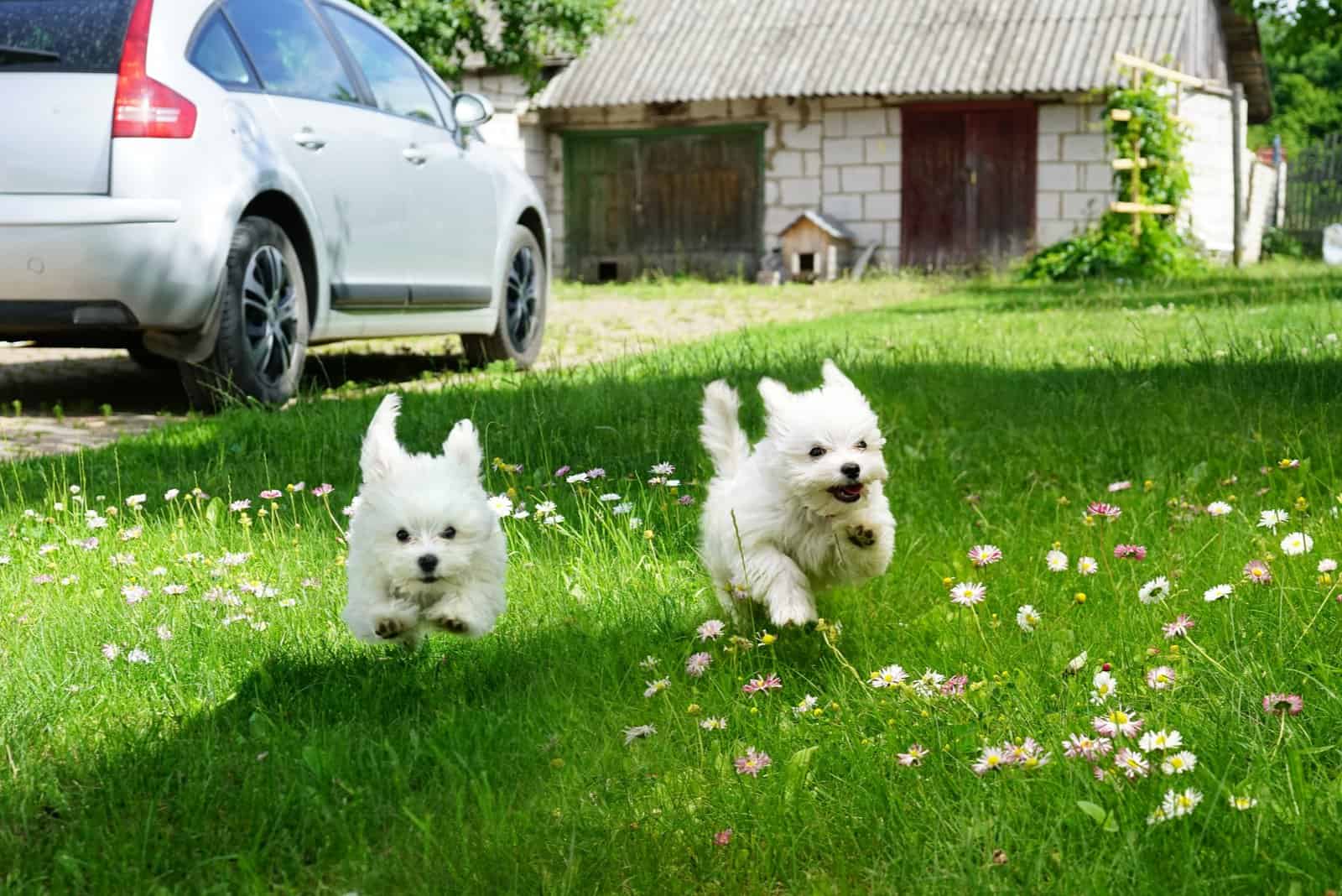 dos cachorros de Maltés corriendo afuera en el jardín