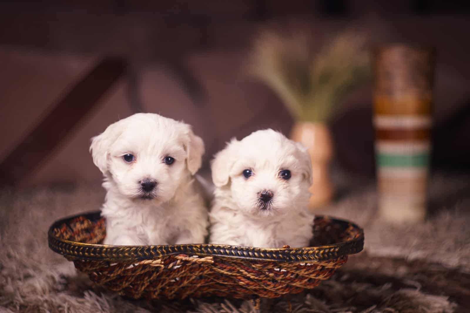 dos cachorros de Maltés sentados en una cesta