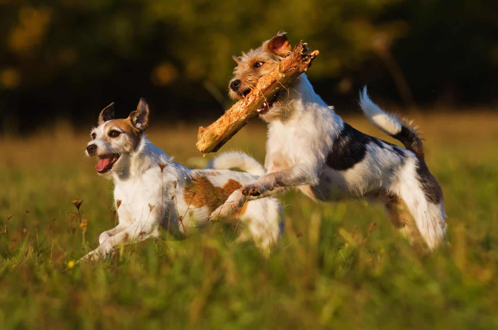 dos perros Parson Russell Terrier jugando