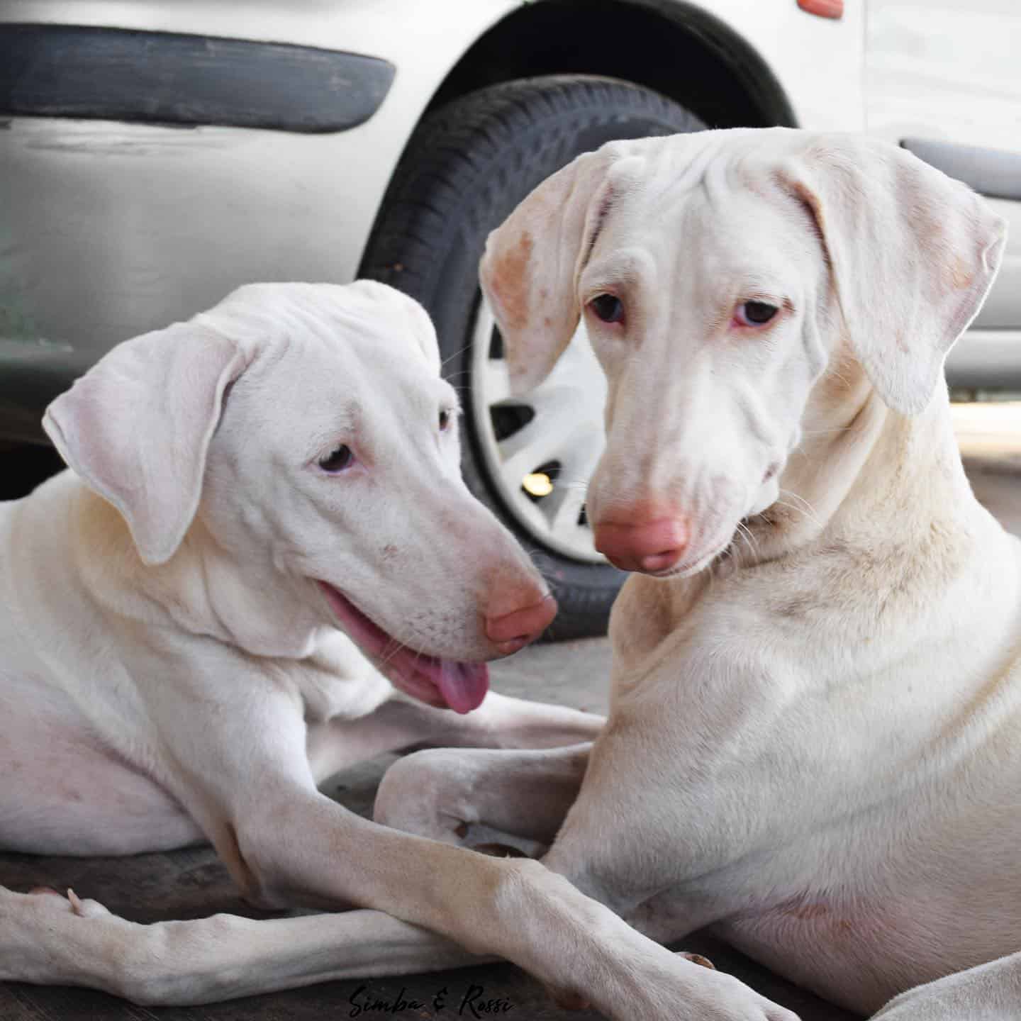 dos perros Rajapalayam