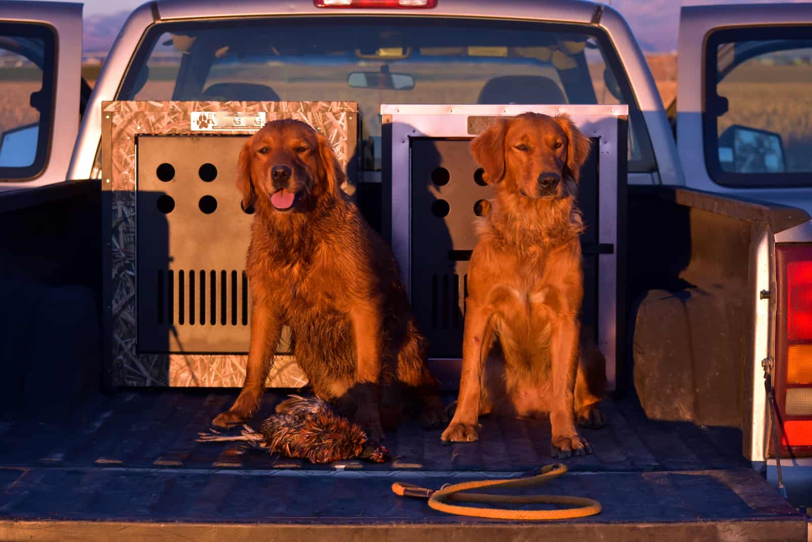 dos Golden Retrievers Rojos sentados en una camioneta