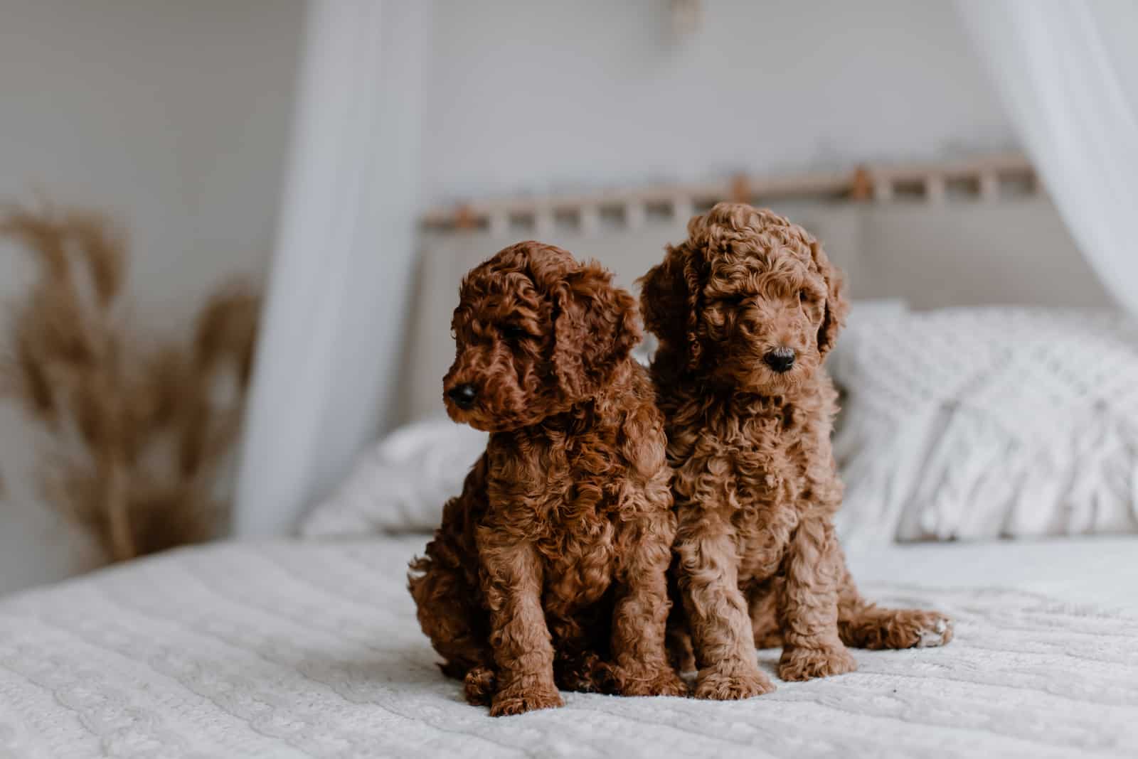 dos cachorros de caniche lindos rojos