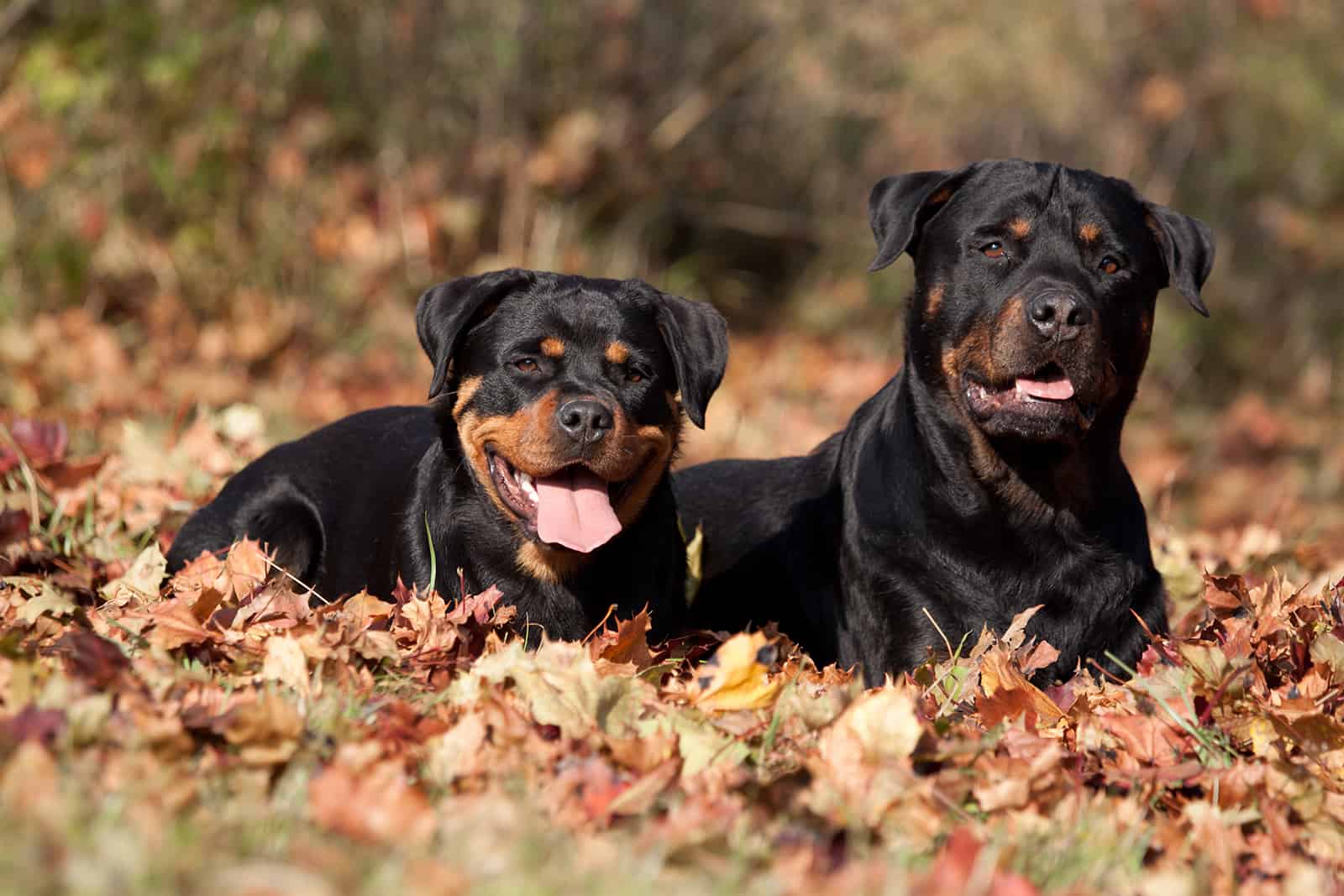 dos Rottweiler sentados en el parque