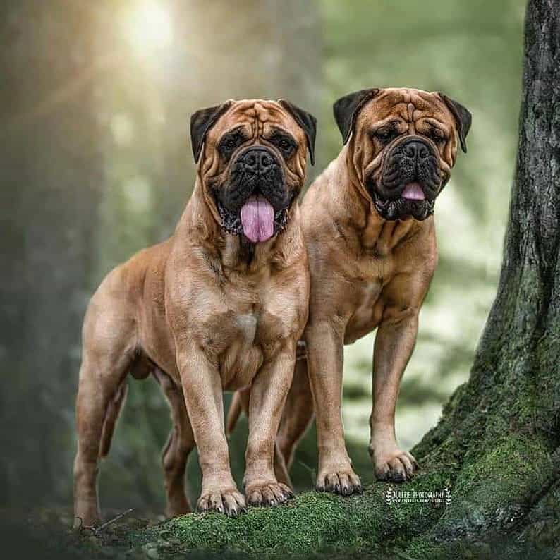 dos Bullmastiffs parados en el bosque