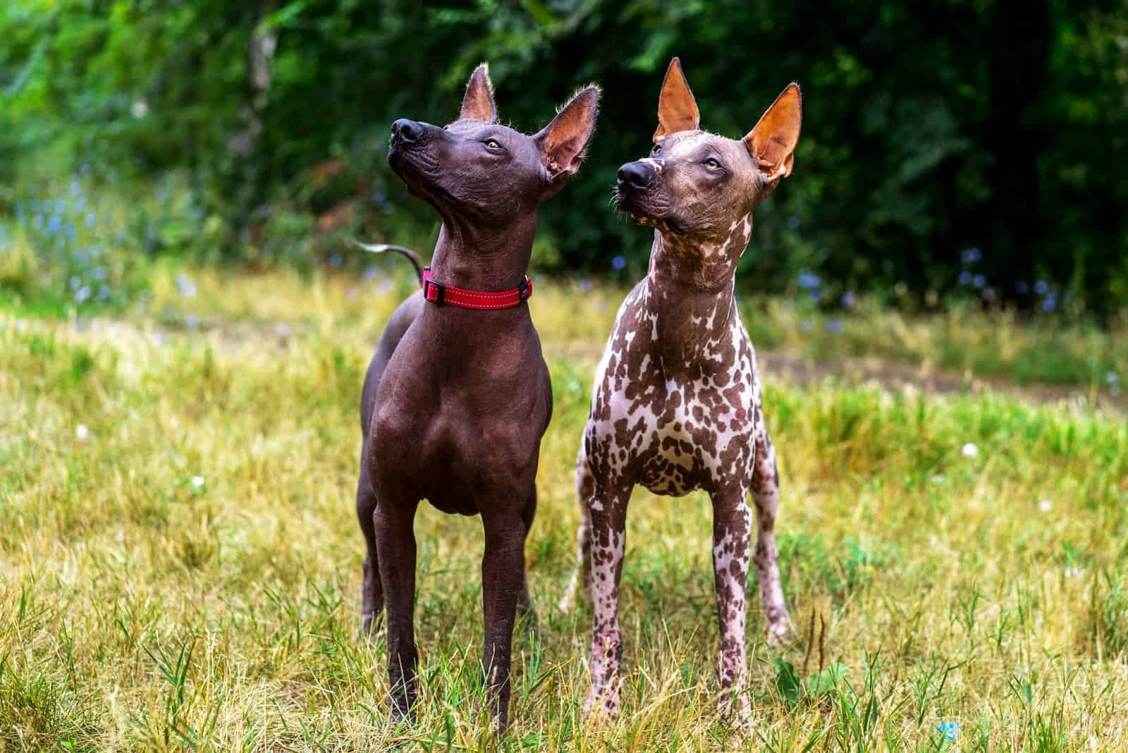 dos perros Xoloitzcuintli parados afuera