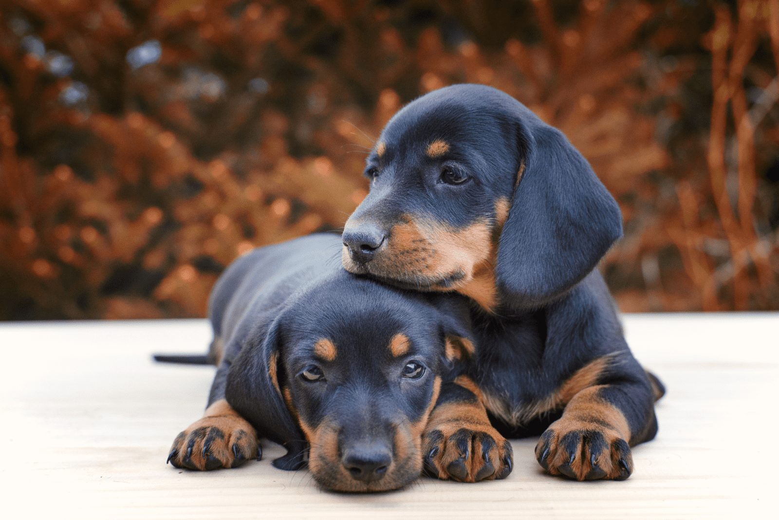dos adorables cachorros de Dachshund acostados en un árbol