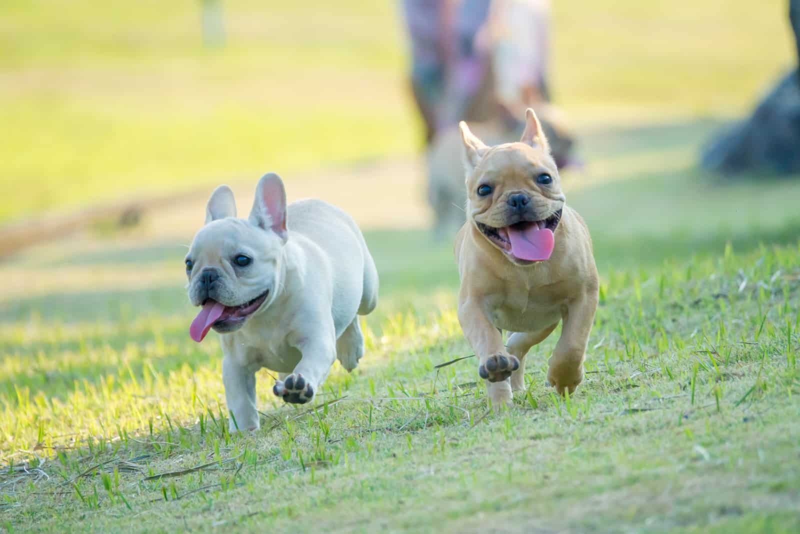 dos adorables cachorros de Bulldog Francés corriendo sobre la hierba